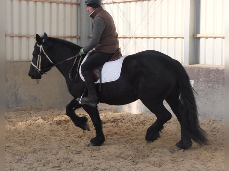 Frison Croisé Jument 4 Ans 158 cm Noir in Buttstädt