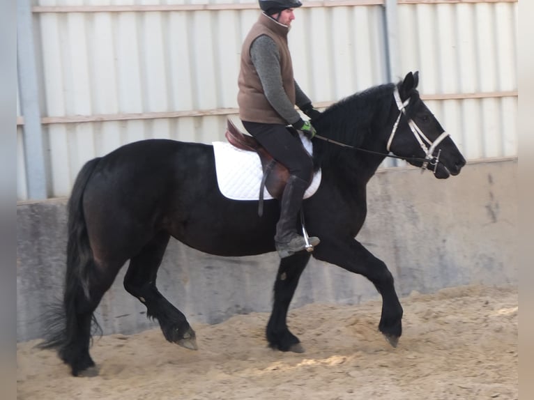 Frison Croisé Jument 4 Ans 158 cm Noir in Buttstädt