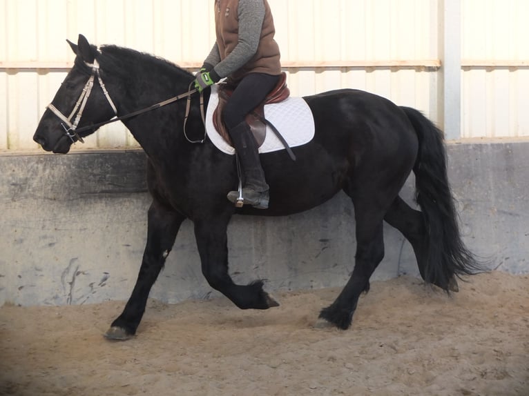 Frison Croisé Jument 4 Ans 158 cm Noir in Buttstädt