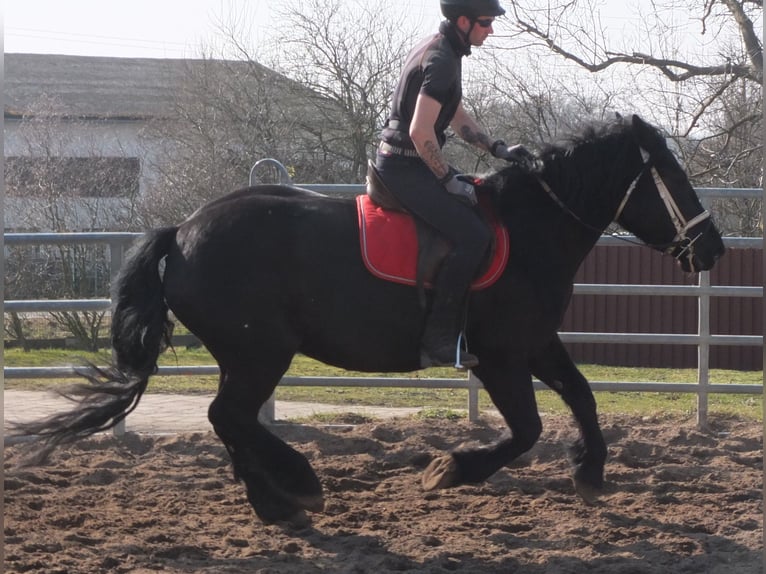 Frison Croisé Jument 4 Ans 158 cm Noir in Buttst&#xE4;dt