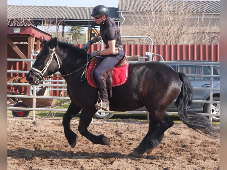 Frison Croisé Jument 4 Ans 158 cm Noir in Buttst&#xE4;dt