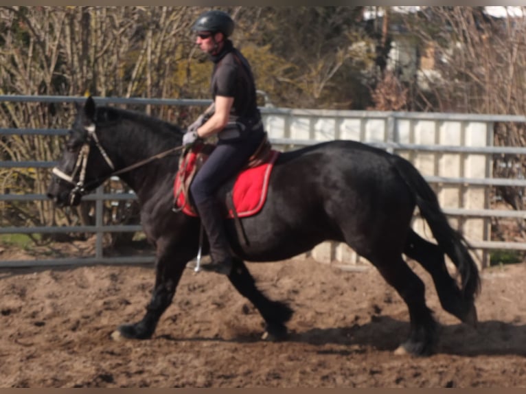 Frison Croisé Jument 4 Ans 158 cm Noir in Buttst&#xE4;dt