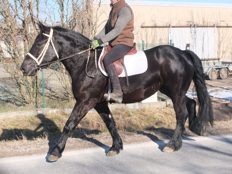 Frison Croisé Jument 4 Ans 158 cm Noir in Buttstädt