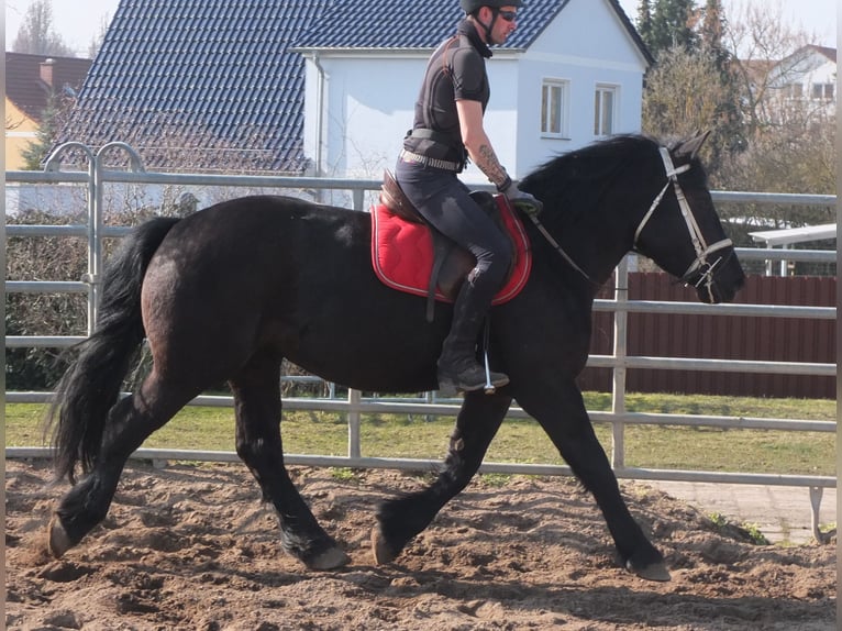 Frison Croisé Jument 4 Ans 158 cm Noir in Buttst&#xE4;dt