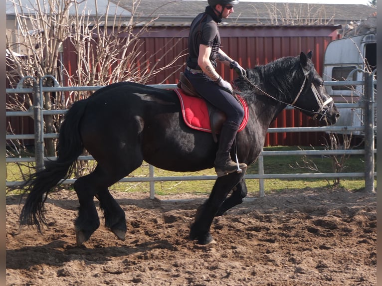 Frison Croisé Jument 4 Ans 158 cm Noir in Buttst&#xE4;dt