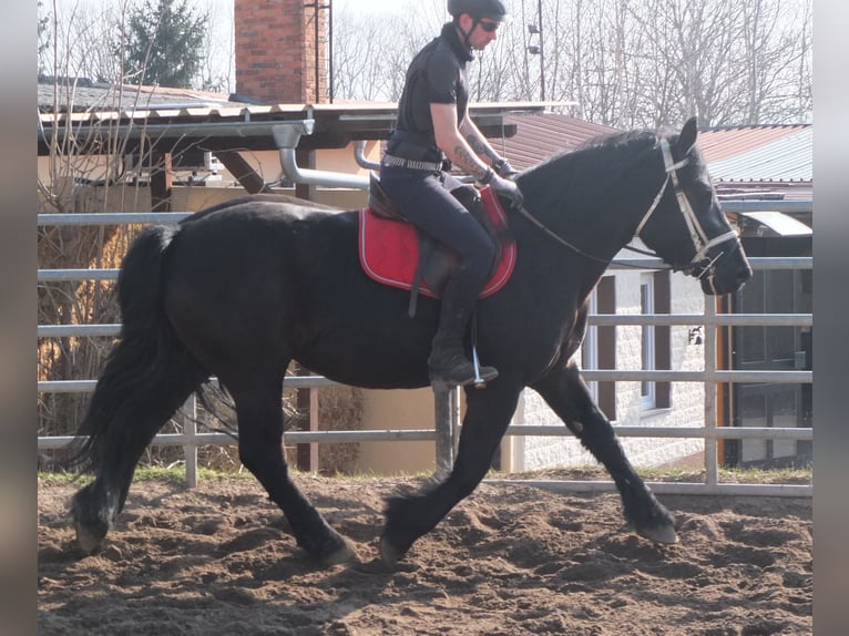 Frison Croisé Jument 4 Ans 158 cm Noir in Buttst&#xE4;dt