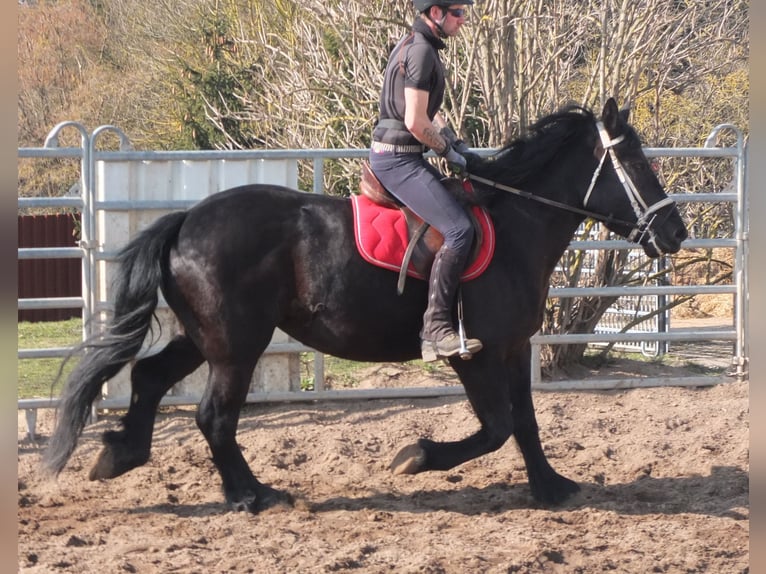 Frison Croisé Jument 4 Ans 158 cm Noir in Buttst&#xE4;dt