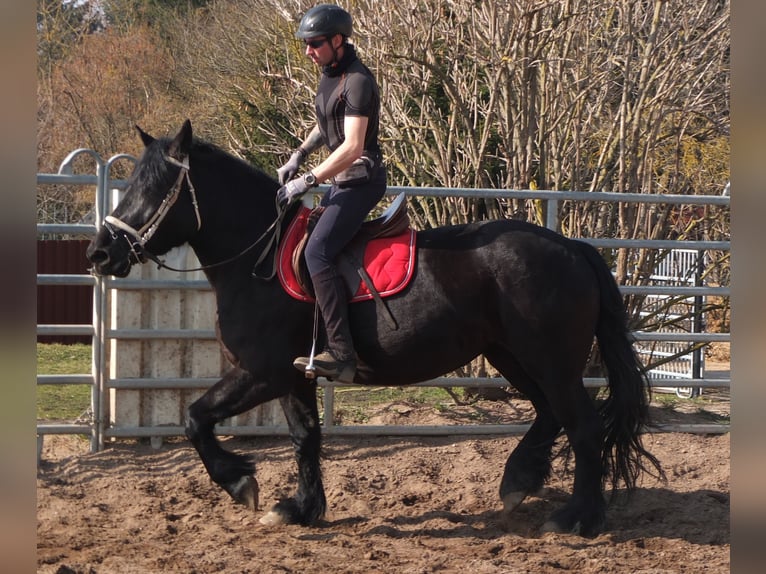 Frison Croisé Jument 4 Ans 158 cm Noir in Buttst&#xE4;dt