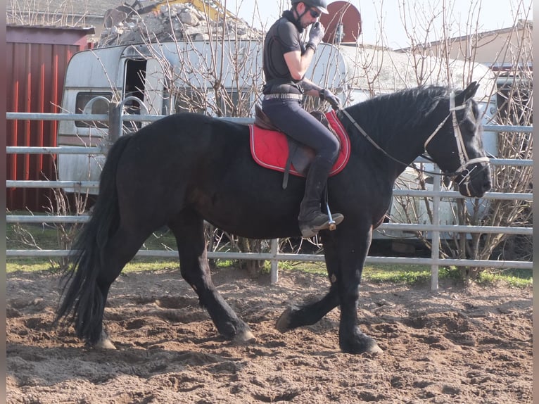 Frison Croisé Jument 4 Ans 158 cm Noir in Buttst&#xE4;dt