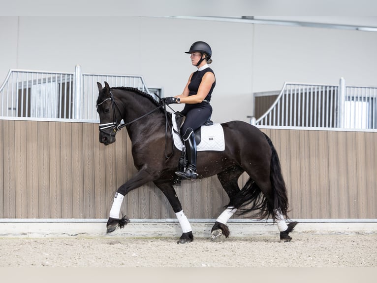 Frison Jument 4 Ans 160 cm Noir in Hindeloopen