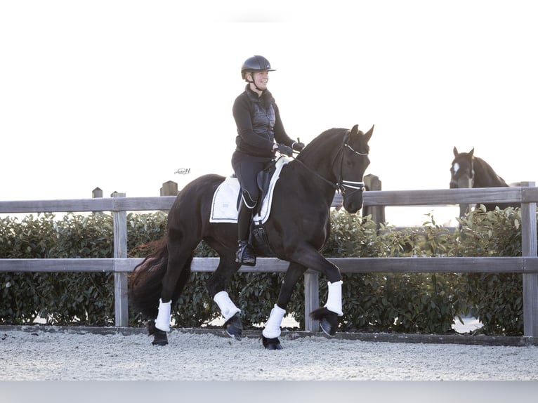 Frison Jument 4 Ans 160 cm Noir in Hindeloopen