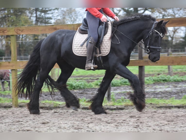 Frison Jument 4 Ans 160 cm Noir in Achtmaal