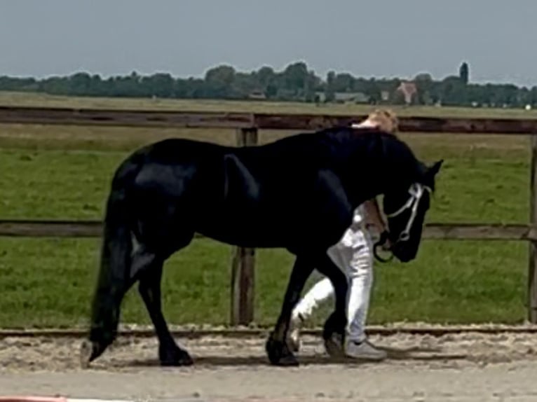 Frison Jument 4 Ans 160 cm Noir in Lemele
