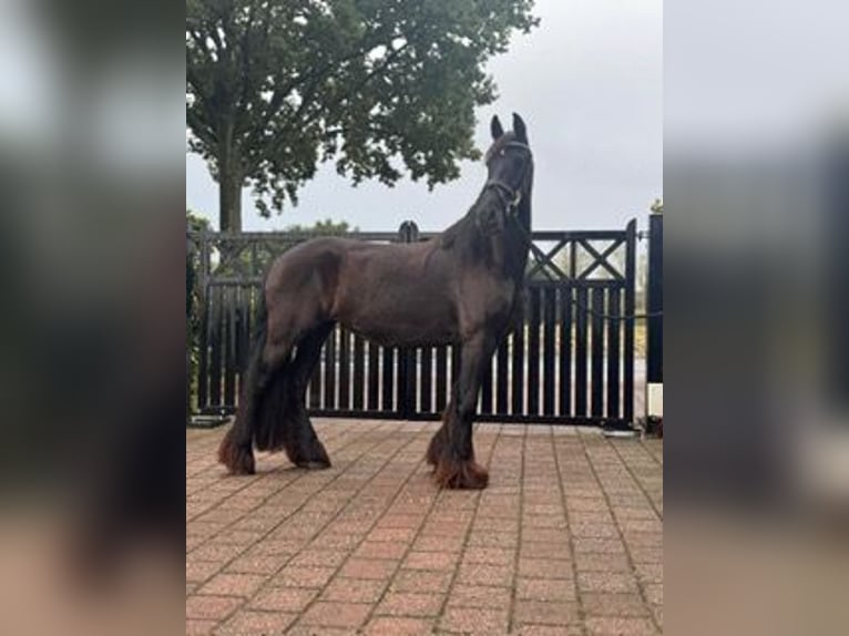 Frison Jument 4 Ans 160 cm Noir in Achtmaal