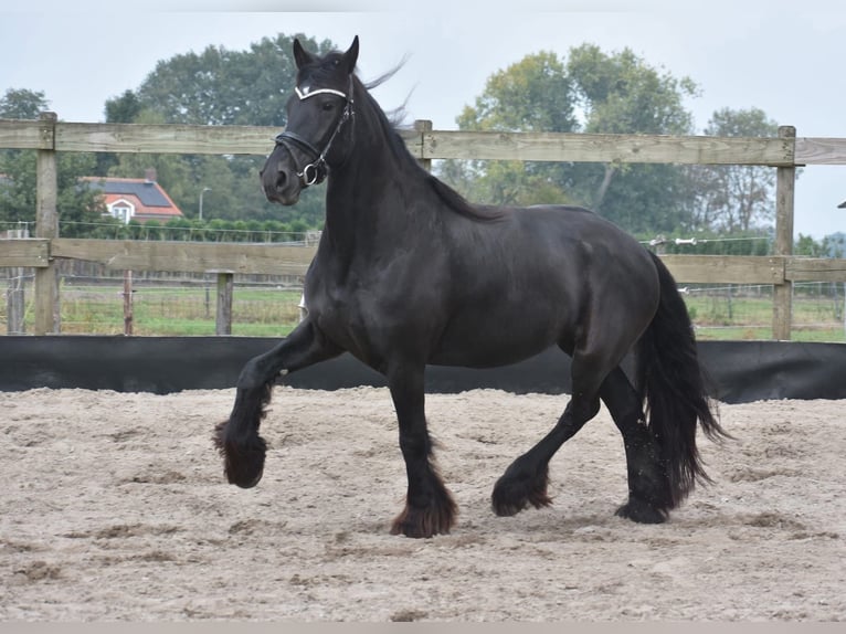 Frison Jument 4 Ans 160 cm Noir in Achtmaal
