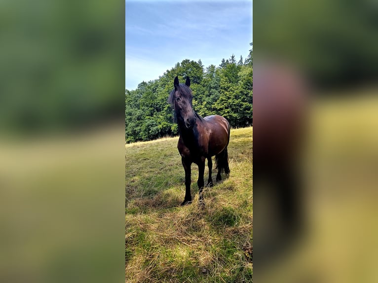 Frison Jument 4 Ans 160 cm Noir in Bad König