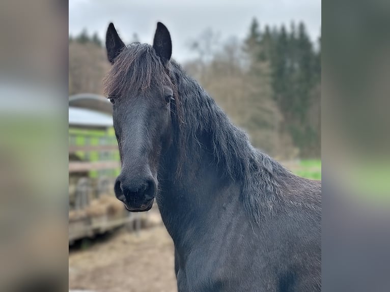 Frison Jument 4 Ans 160 cm Noir in Bad König