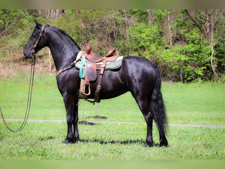 Frison Jument 4 Ans 160 cm Noir in Flemingsburg KY