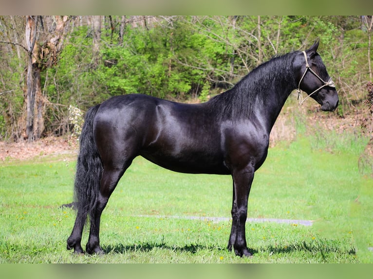 Frison Jument 4 Ans 160 cm Noir in Flemingsburg KY