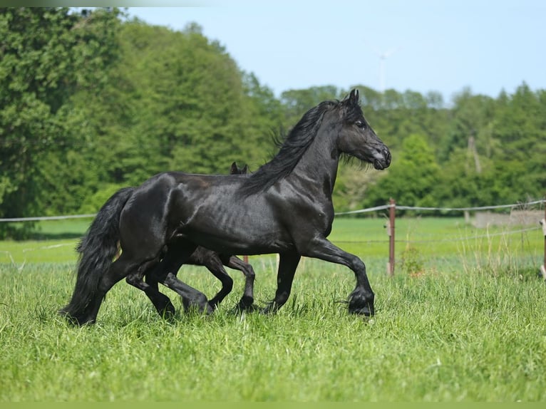 Frison Jument 4 Ans 161 cm Noir in JEZOW