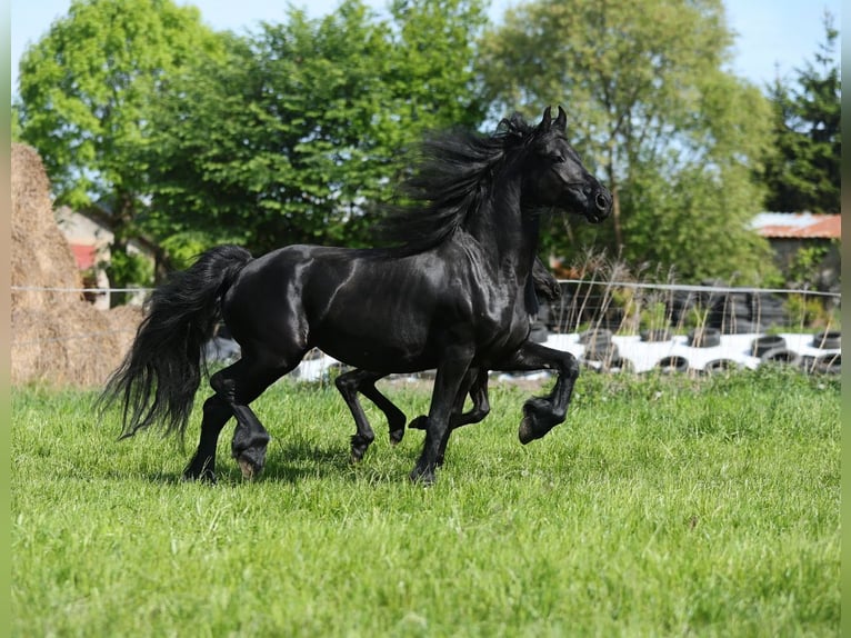 Frison Jument 4 Ans 161 cm Noir in JEZOW