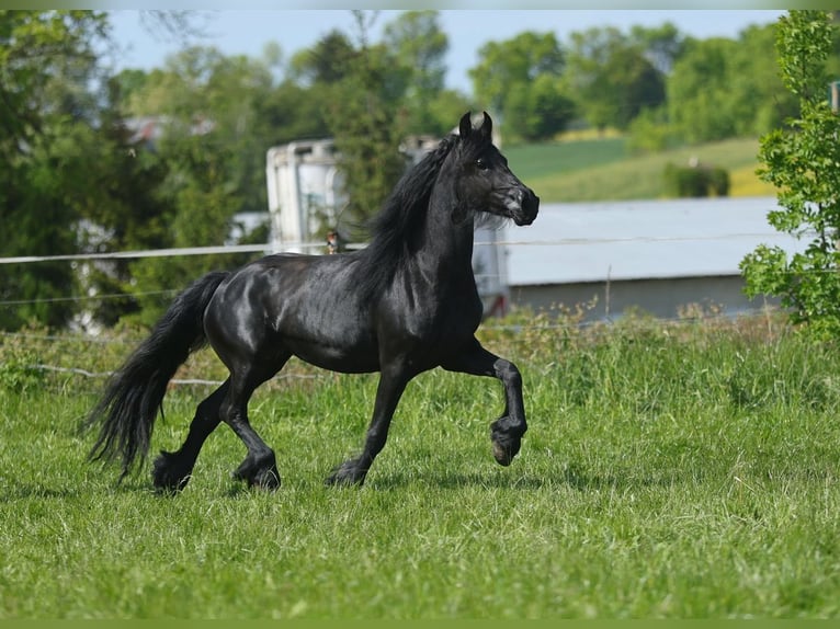 Frison Jument 4 Ans 161 cm Noir in JEZOW