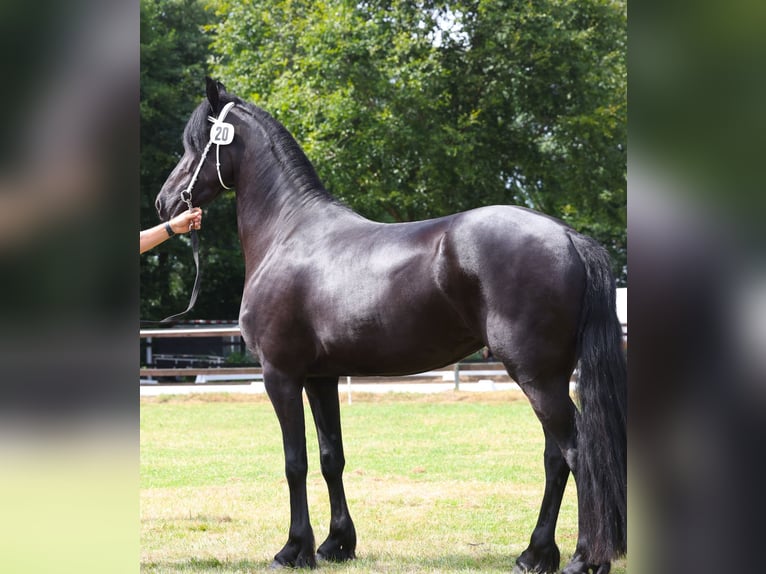 Frison Jument 4 Ans 162 cm Noir in Feldkirchen-Westerham