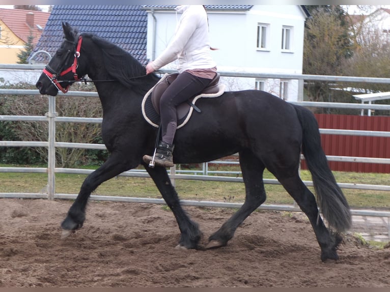 Frison Jument 4 Ans 162 cm Noir in Ellersleben