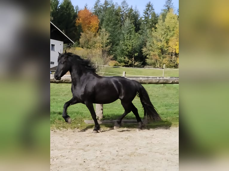 Frison Jument 4 Ans 162 cm Noir in KOPFING  im Innkreis