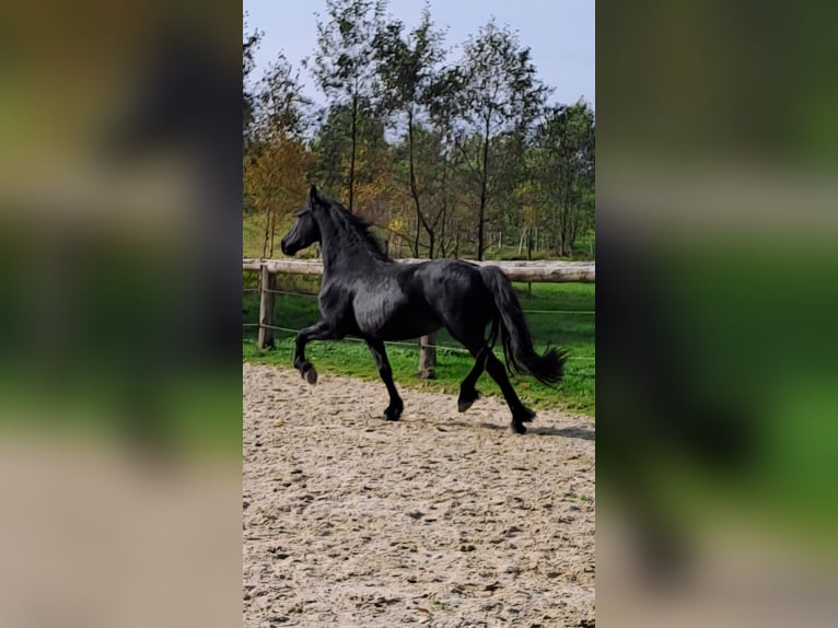 Frison Jument 4 Ans 162 cm Noir in KOPFING  im Innkreis