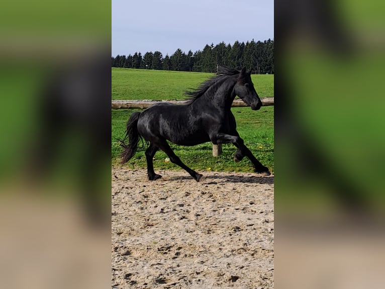 Frison Jument 4 Ans 162 cm Noir in KOPFING  im Innkreis