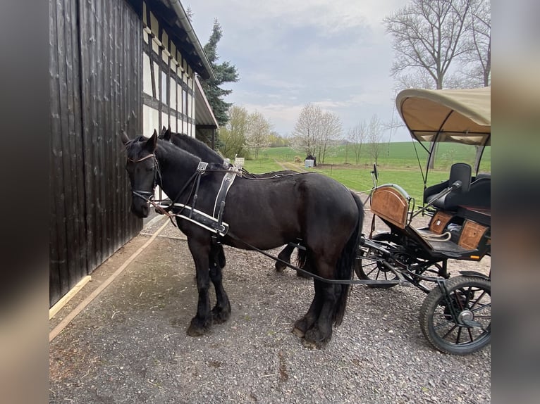 Frison Jument 4 Ans 163 cm Noir in Nobitz