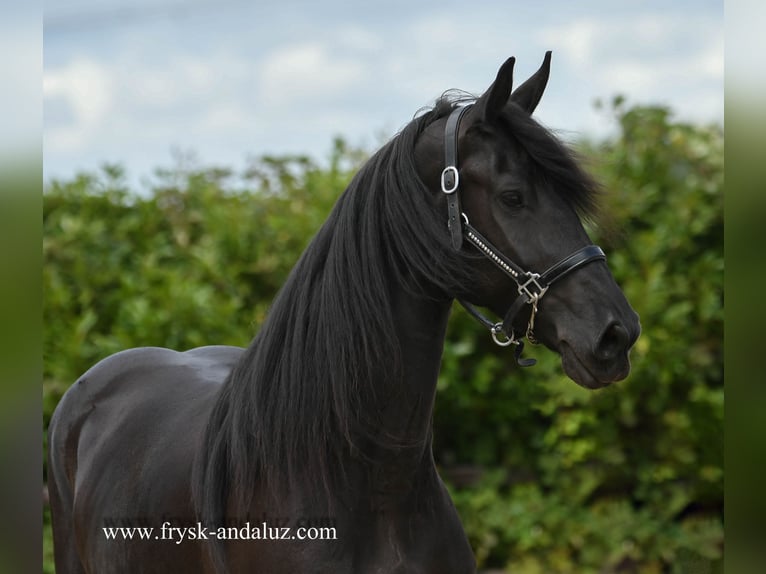 Frison Jument 4 Ans 163 cm Noir in Mijnsheerenland