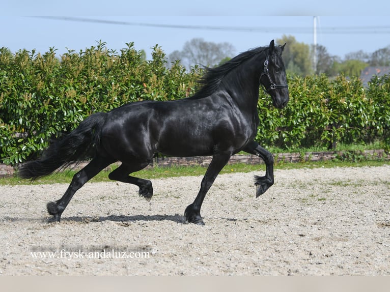Fouet, longueur 30 cm, noir, crin de cheval – Banholzer AG