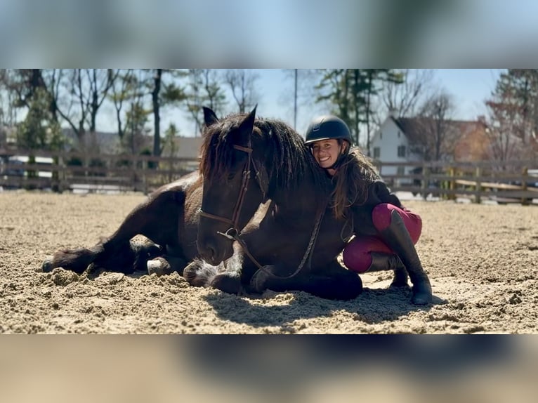 Frison Croisé Jument 4 Ans 163 cm Noir in Gap