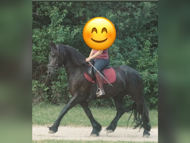 Frison Jument 4 Ans 165 cm Noir in Witsch