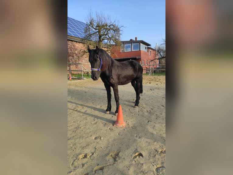 Frison Jument 4 Ans 165 cm Noir in Derental