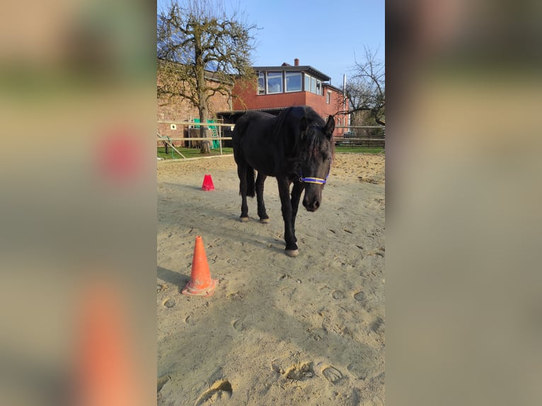 Frison Jument 4 Ans 165 cm Noir in Derental