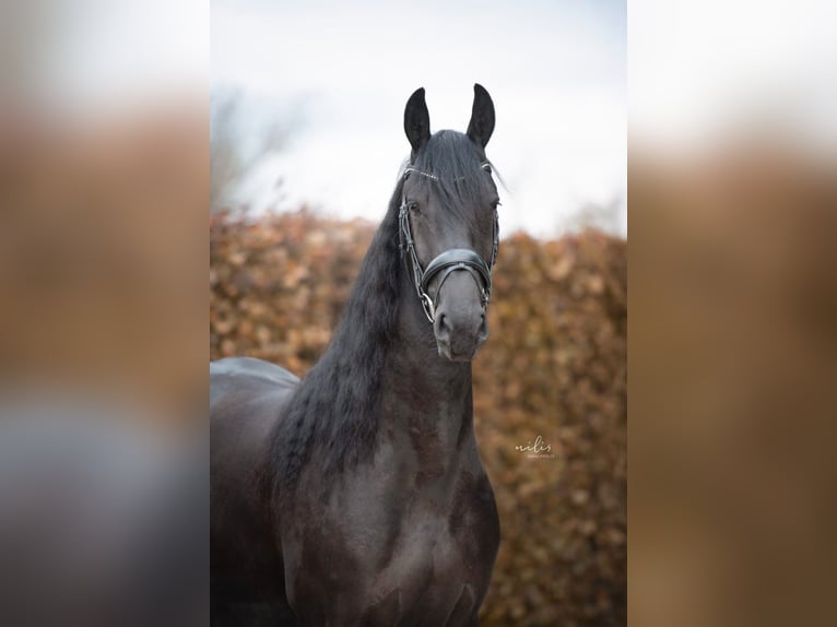 Frison Jument 4 Ans 167 cm Noir in Aalten
