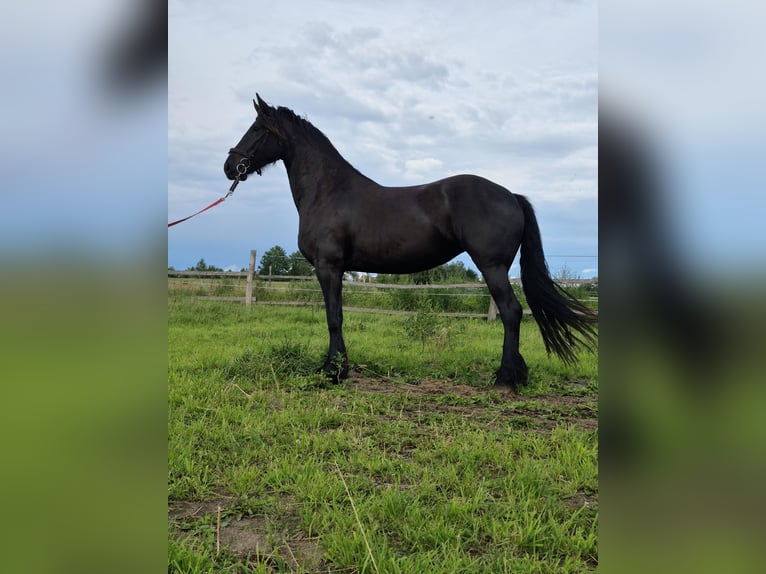 Frison Jument 4 Ans 167 cm Noir in Poniatowo