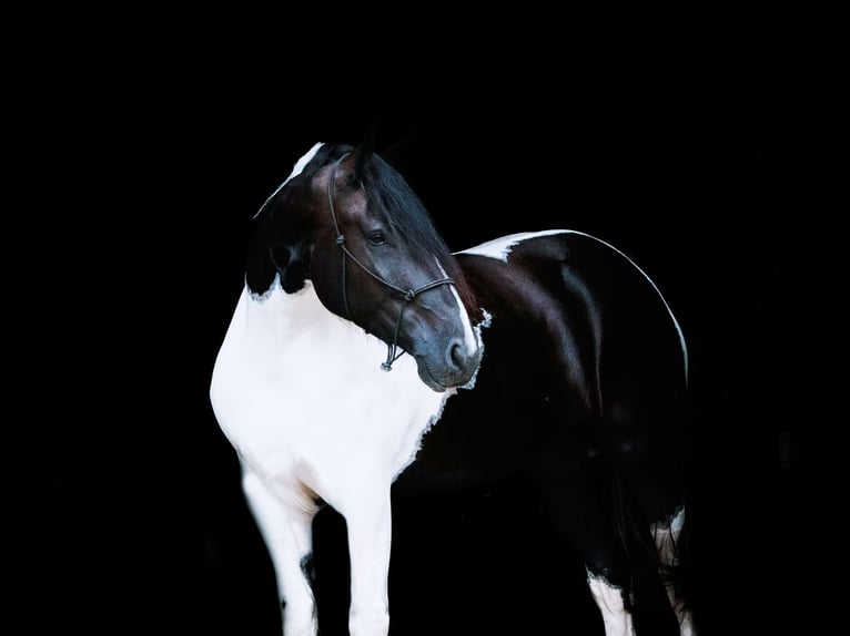 Frison Croisé Jument 4 Ans 173 cm in Nevis, MN