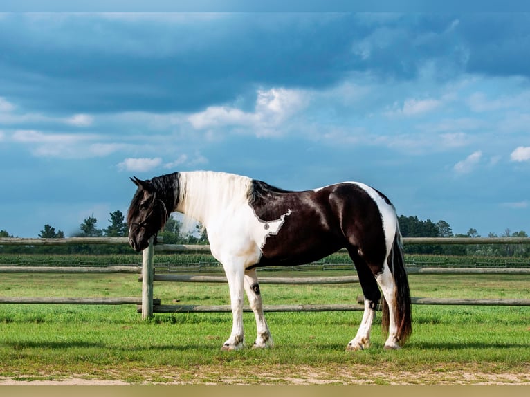 Frison Croisé Jument 4 Ans 173 cm in Nevis, MN