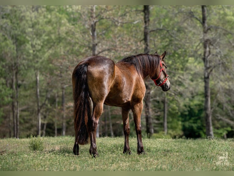 Frison Croisé Jument 4 Ans Buckskin in Vincent