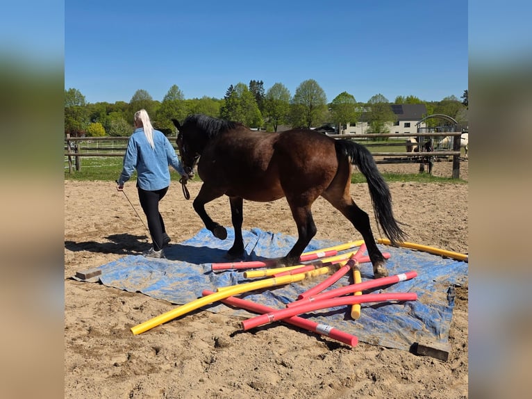 Frison Croisé Jument 5 Ans 150 cm Noir in Linkenbach