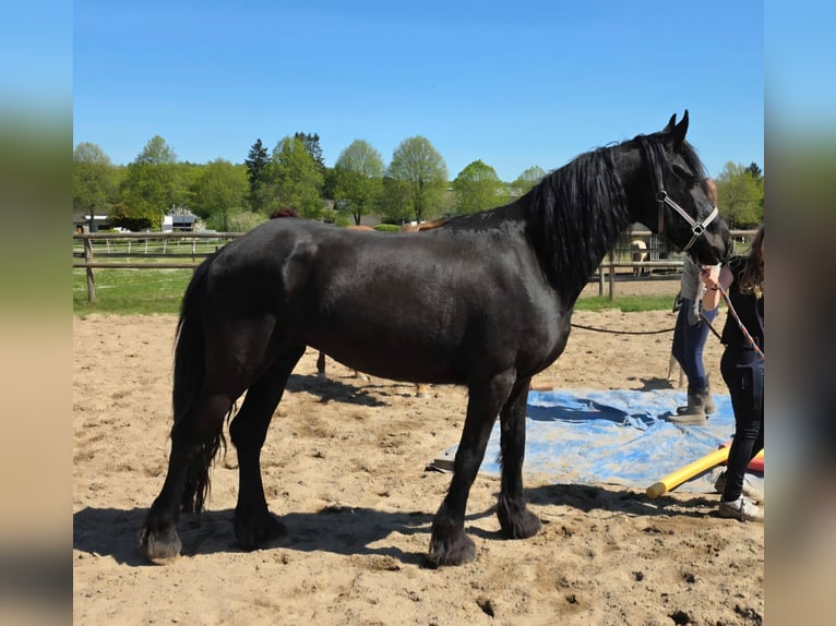 Frison Croisé Jument 5 Ans 150 cm Noir in Linkenbach