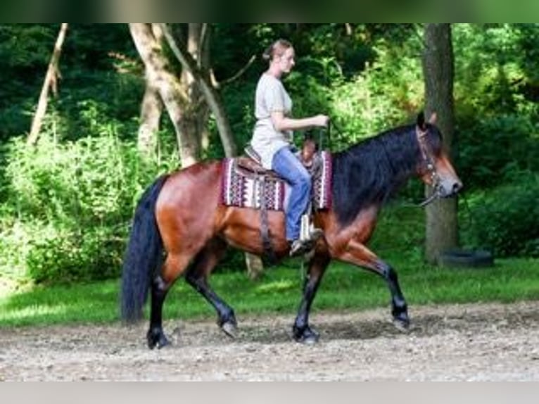Frison Croisé Jument 5 Ans 152 cm Bai cerise in Dundee