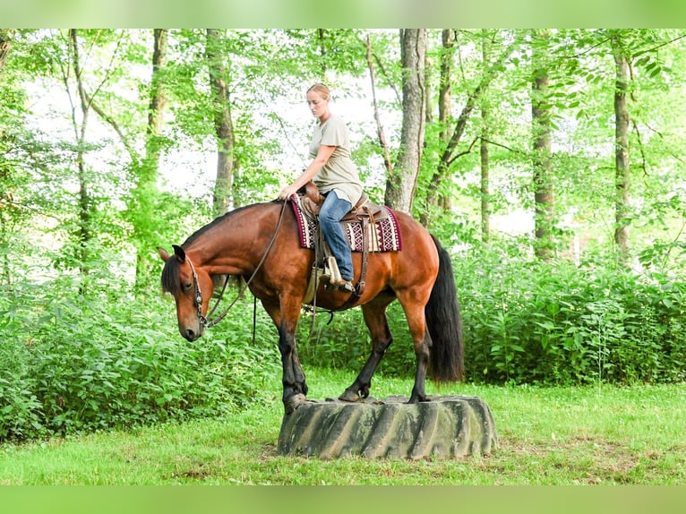 Frison Croisé Jument 5 Ans 152 cm Bai cerise in Dundee