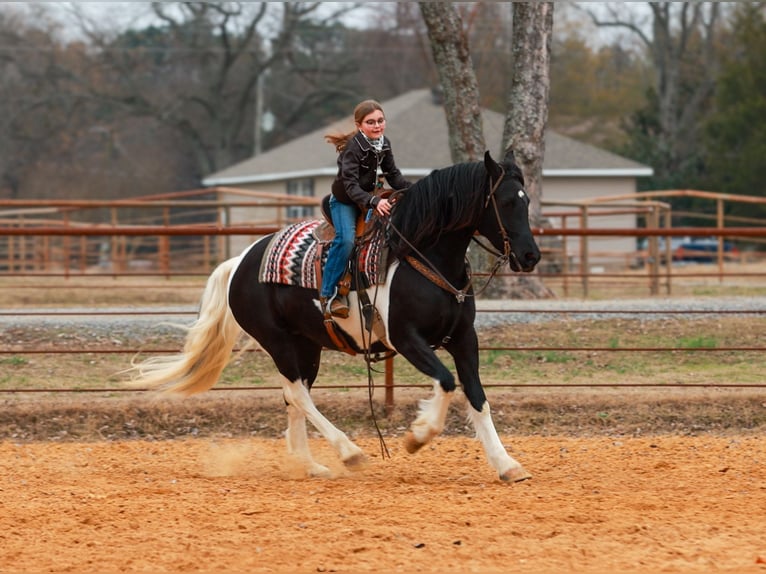Frison Jument 5 Ans 155 cm Pinto in Quitman