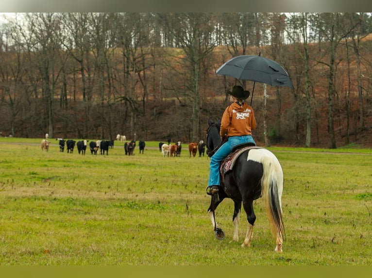 Frison Jument 5 Ans 155 cm Pinto in Quitman