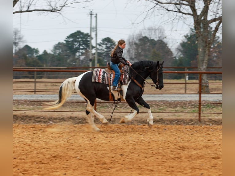 Frison Jument 5 Ans 155 cm Pinto in Quitman